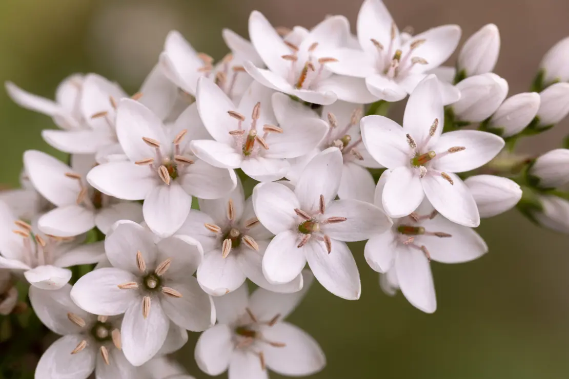 Entenschnabel-Felberich (Lysimachia clethroides) [1]